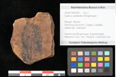 Foto (Objekt + Etikett) von Quercus palaeoilex Ettingshausen (NHMW-GEO-2024-0188-0907)